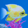 AQUA DREAM - Image 10